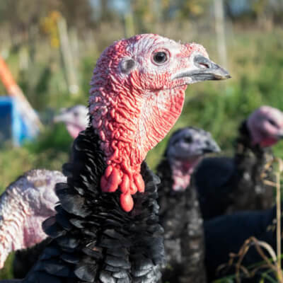 Organic Christmas Fresh Bronze Turkey