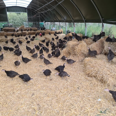 Organic Christmas Fresh Bronze Turkey